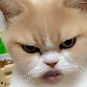 Meet your Posher, Jessie